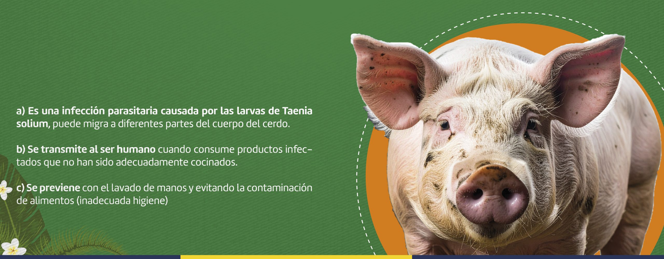 Cisticercosis