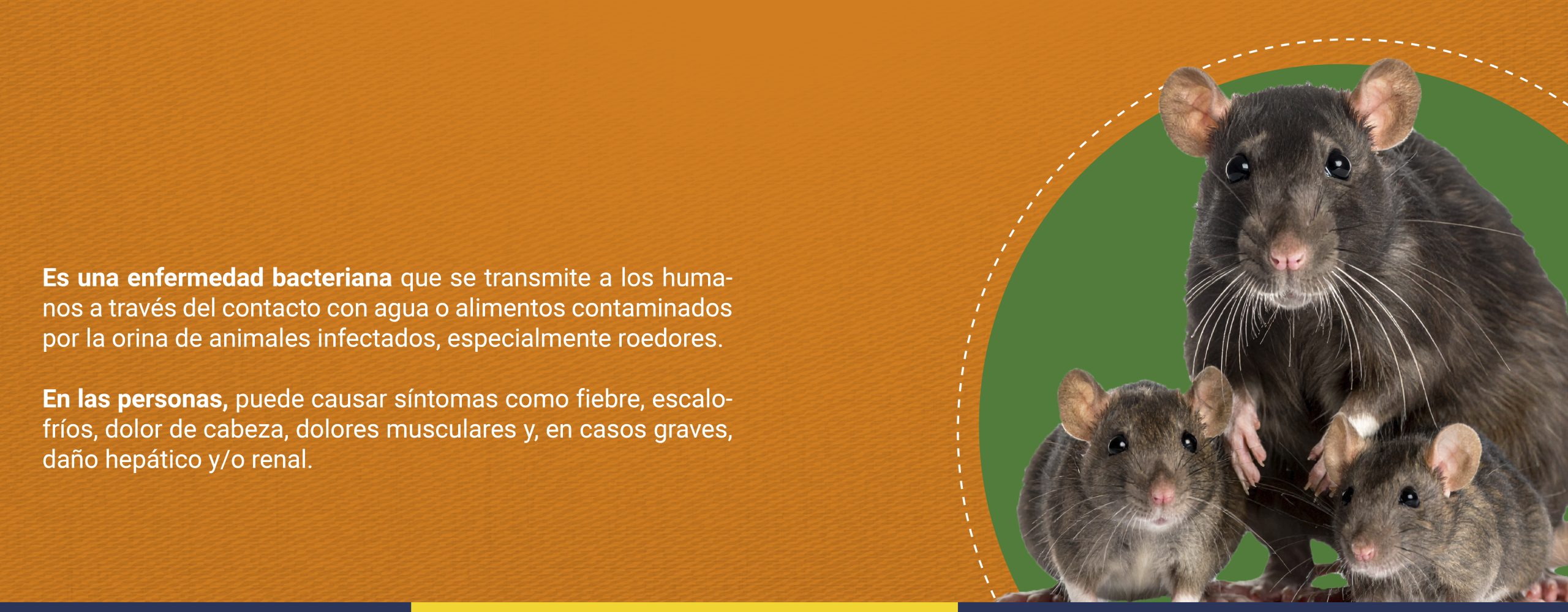 Leptoespirosis